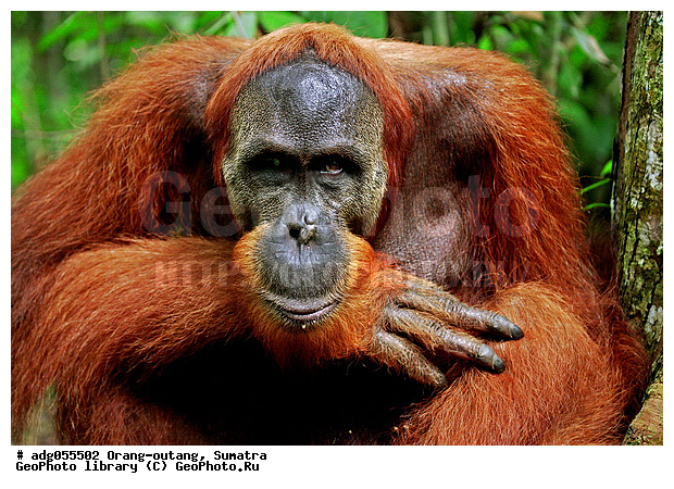 ������ ������, ���������, ������������� ������� �����, ���������, �������, ������������, ������� �������������� ���, ������ �������, �������, ����� �������, ���������� ����, ��������, �������, ���������� �����, ���������� ���, ����������������, ���������������� ����� �������, ����������������, ������������ �������