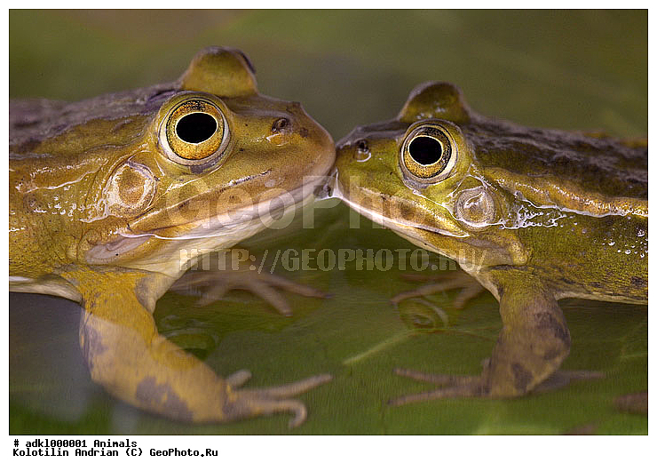 ��������, �������, ����, �������, ����, �������, ��������, ��������, �����������, �����������, �������, �������, �������, �������, XYZ, ��������� �������, Ranidae, �������� �������, Pelophylax lessonae, Rana lessonae