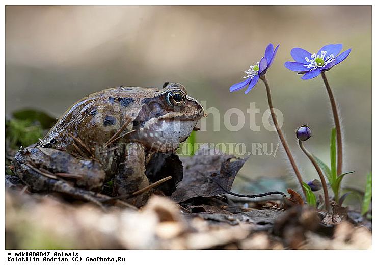 ��������, �������, �����, ����, �������, ����, �����������, ������, ������, ��������, ��������, �����������, �����������, �������, �������, ��������� �������, Ranidae, �������� �������, Rana temporaria, XYZ