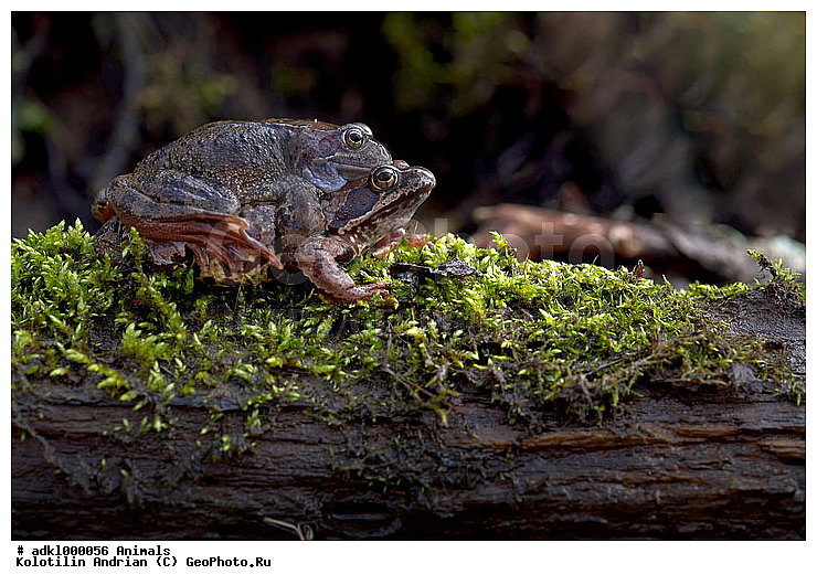 ��������, �������, ����, �������, ����, ��������, ��������, �����������, �����������, �������, �������, ��������� �������, Ranidae, �������� �������, Rana temporaria, XYZ