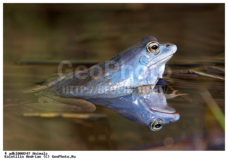 ��������, �������, �����, ����, �������, �����������, �������, �����������, ��������, ��������, �����������, �����������, �������, �������, XYZ, ��������� �������, Ranidae, ����������� �������, �������� �������, Rana arvalis, ����� 