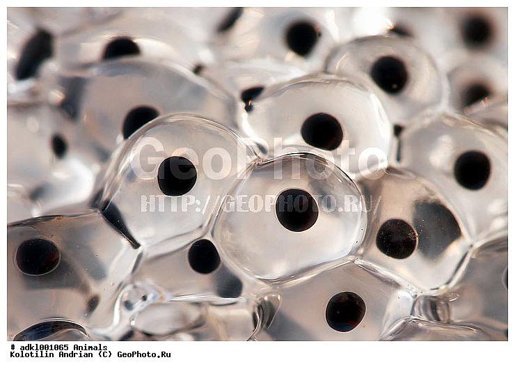 ��������, �������, ������, ����, ��������� ����, ��������, ��������, �����������, �����������, �������, �������, ��������� �������, Ranidae, �������� �������, Rana temporaria, XYZ