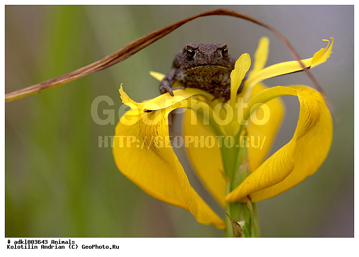 ��������, �������, ������, �������, ������, ������