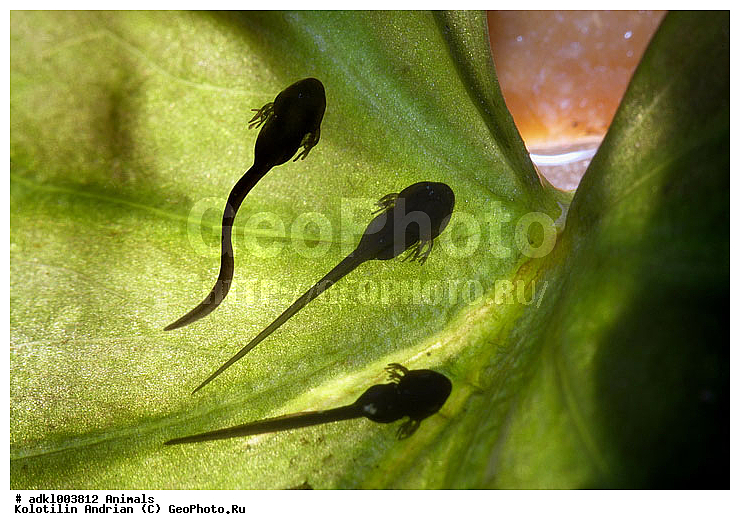 ��������, �������, �������, ������, ����������, �������, �����������, ����, �����, ����, ��������, �����������, �����������, �������, �������, �������, �������, ��������� �������, Ranidae, ����������� �������, �������� �������, Rana arvalis, XYZ