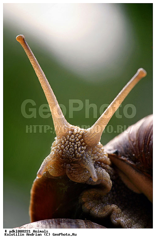 ��������, ��������, ��������������, ����������, �����, �����, ������