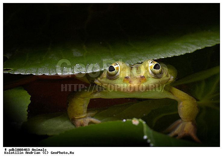 ��������, �������, �����, ������, �������, �������, ��������, ��������, ��������, �����������, �����������, �������, �������, �������, �������, XYZ, ��������� �������, Ranidae, �������� �������, Pelophylax lessonae, Rana lessonae
