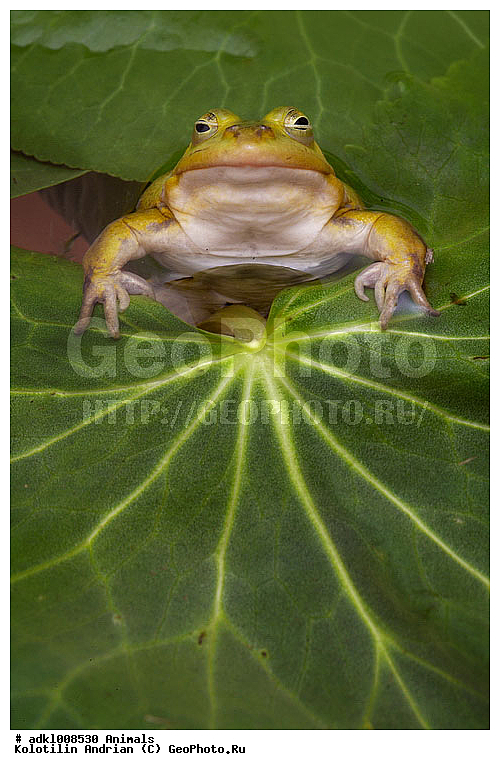 ��������, �������, �������, �������, ��������, ��������, �����������, �����������, �������, �������, �������, �������, XYZ, ��������� �������, Ranidae, �������� �������, Pelophylax lessonae, Rana lessonae