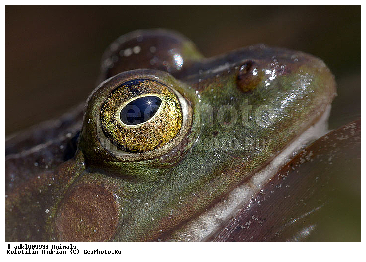 ��������, �������, ����, �������, �����, ��������, ��������, �����������, �����������, �������, �������, �������, �������, XYZ, ��������� �������, Ranidae, �������� �������, Pelophylax lessonae, Rana lessonae