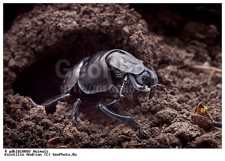 scarabaeidae, �����, ����, ��������, ���, ����, ����������, �������-�������, ���������, ���������������, �����, ������, ��������������, �������������, ��������������