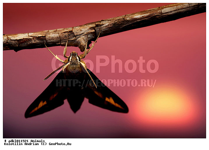 �������, �������, ��������, �������, ���������, ������, ������, �����������, ��������������, �������������, ��������������