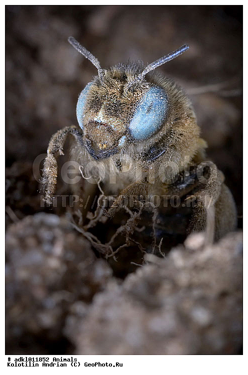 ��������, �������, ���������, �����, ������, ��������������, �������������, ��������������