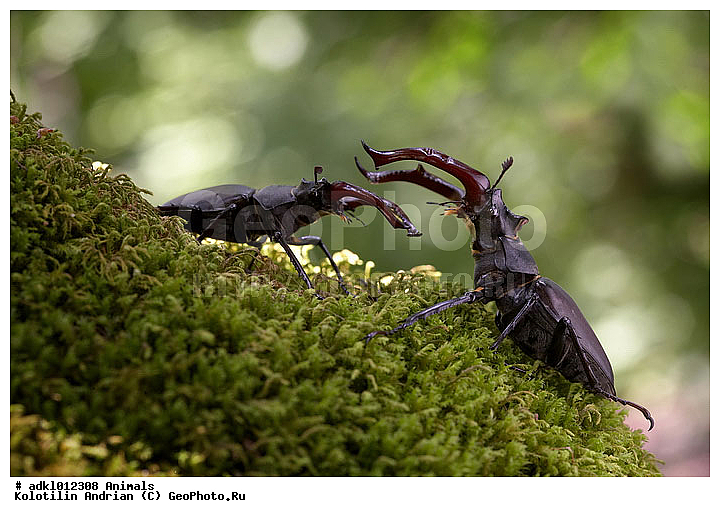 �����, ����, ��������, ���, ���������, ����, ���, ����, XYZ, ������, ��������������, ����-�����, Lucanidae, ���-�����, Lucanus cervus, ��������������, �������������, ��������������