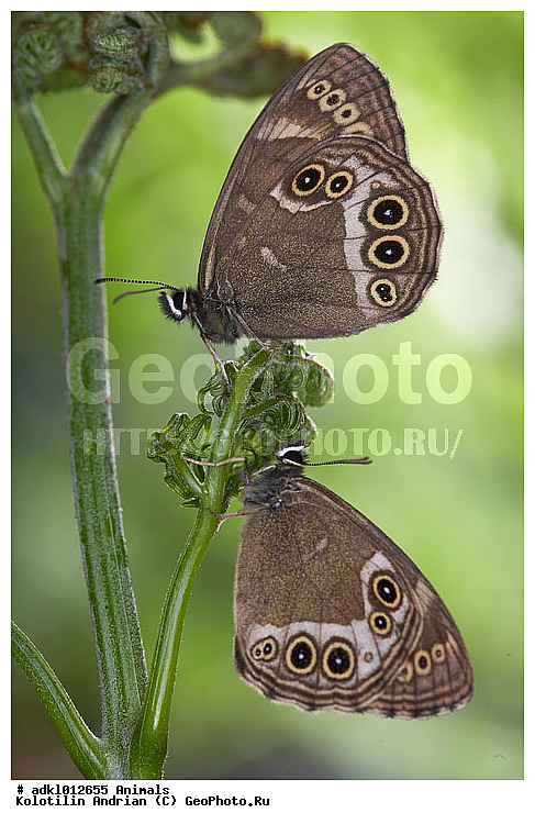 �������, ����, ��������, ���������, ����, �����������, ��������������, �������������, ��������������