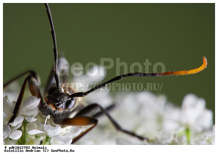 ��������, ���, ���������, ����, ���, ��������������, �������������, ��������������