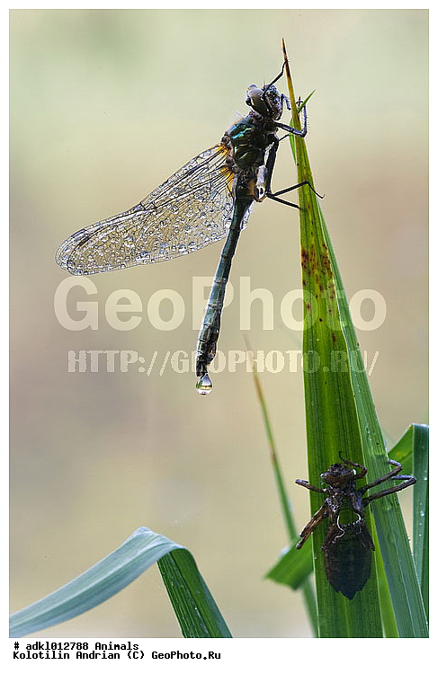 ��������, �������, �����������, ���������, ��������, ��������, ��������������, �������������, ��������������