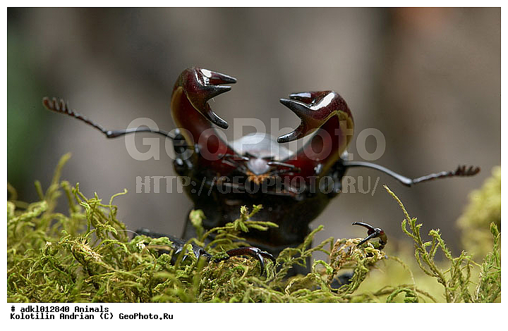 ��������, ���, ���������, �����, �������, ���, ����, XYZ, ������, ��������������, ����-�����, Lucanidae, ���-�����, Lucanus cervus, ��������������, �������������, ��������������