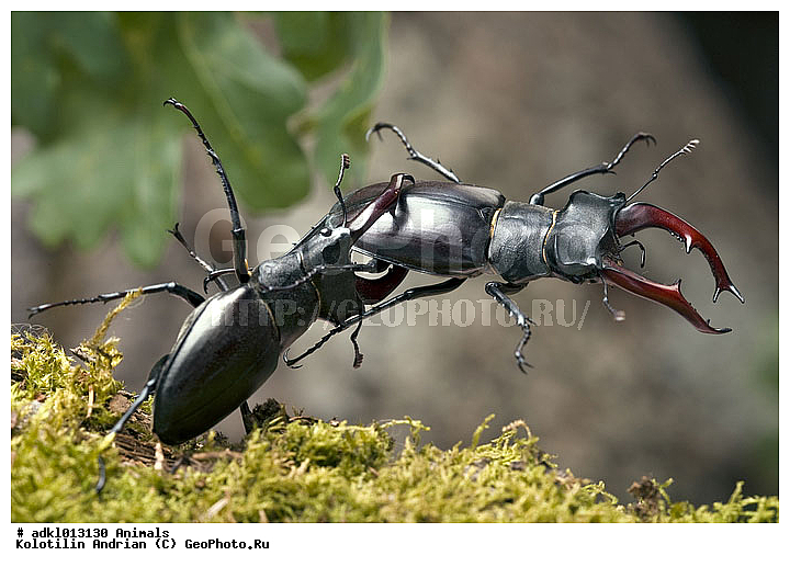 ����, �����, ��������, ���, ���������, ����, ��������, ���, ����, XYZ, ������, ��������������, ����-�����, Lucanidae, ���-�����, Lucanus cervus, ��������������, �������������, ��������������