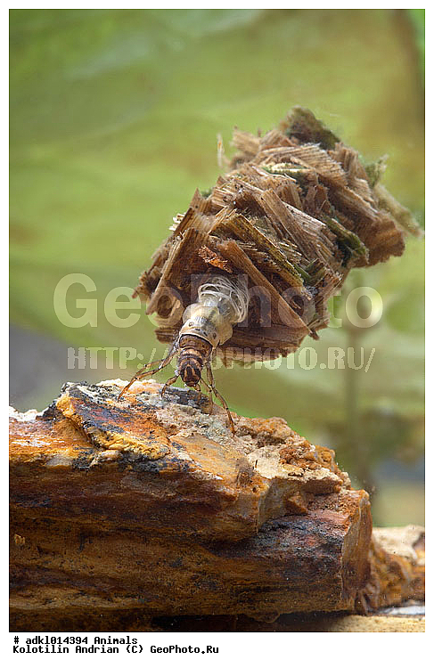 ��������, ���������, ��������, ��������������, �������������, ��������������