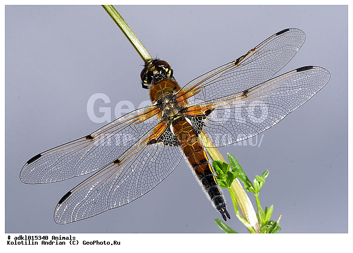 ��������, ���������, ��������, ��������������, �������������, ��������������