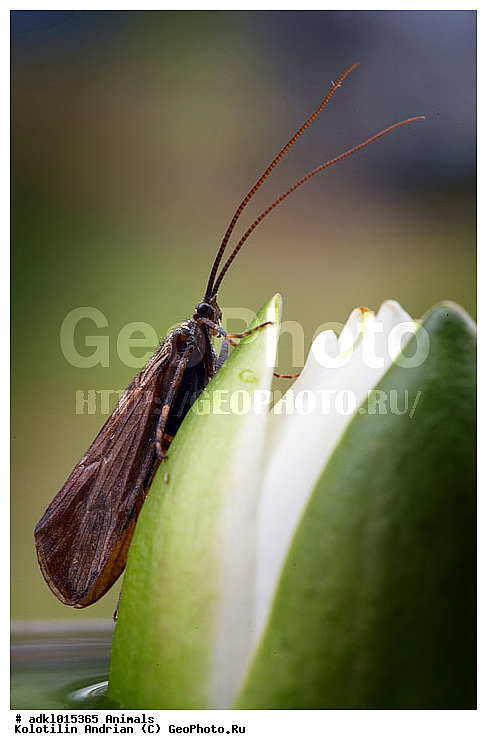 ������, ��������, ��������, ���������, �����, ��������, ��������������, �������������, ��������������, ������, ������ ��������, �����, ��������, ���������� ��������, ������, �����, �����������, ����������� ��������, �����, ����������� ��������, �����������, �����������, ������������ ��������, ������������ ��������, XYZ, �����������, ���������, Nymphaeaceae, �������� �����-�����, �������� �����������, �������� ������-�����, �������� ����������, Nymphaea candida, ��������, ��������, ��������, ���������, ���������