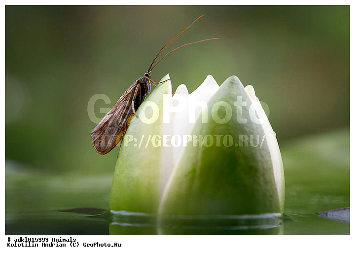 ����, ��������, ��������, ���������, �����, ��������, ��������������, �������������, ��������������, ������, ������ ��������, �����, ��������, ���������� ��������, ������, �����, �����������, ����������� ��������, �����, ����������� ��������, �����������, �����������, ������������ ��������, ������������ ��������, XYZ, �����������, ���������, Nymphaeaceae, �������� �����-�����, �������� �����������, �������� ������-�����, �������� ����������, Nymphaea candida, ��������, ��������, ��������, ���������, ���������