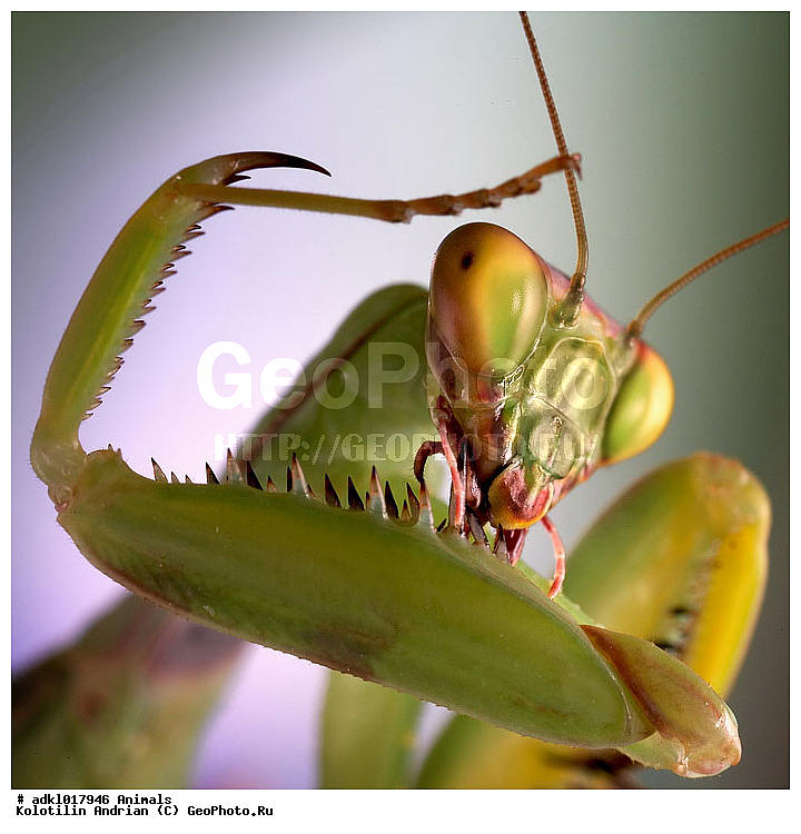 �������, ��������, �������, ���������, ������, �������, ��������, ��������, ���������, ���������, XYZ, ��������� ��������, Mantidae, ������������ �������, ������� �����������, Mantis religiosa, ��������, ��������, ���������, ���������, XYZ, ��������� ��������, Mantidae, ������������ �������, ������� �����������, Mantis religiosa, ��������������, �������������, ��������������