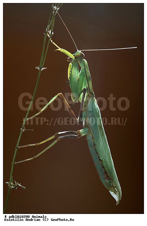 �������, ��������, �������, ����������, ���������, �����, ��������, ��������, ���������, ���������, XYZ, ��������� ��������, Mantidae, ������������ �������, ������� �����������, Mantis religiosa, ��������������, �������������, ��������������