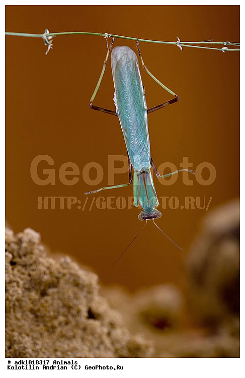 �������, ��������, ������, ���������, �����, ��������, ��������, ���������, ���������, XYZ, ��������� ��������, Mantidae, ������������ �������, ������� �����������, Mantis religiosa, ��������, ��������, ���������, ���������, XYZ, ��������� ��������, Mantidae, ������������ �������, ������� �����������, Mantis religiosa, ��������������, �������������, ��������������