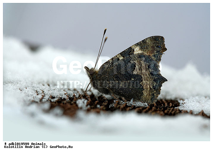 �������, �����, ��������, �������, ���������, ����, �����������, ��������������, �������������, ��������������