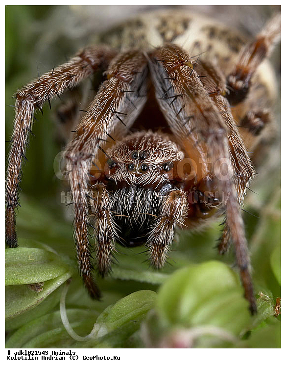 ��������, �����, ����