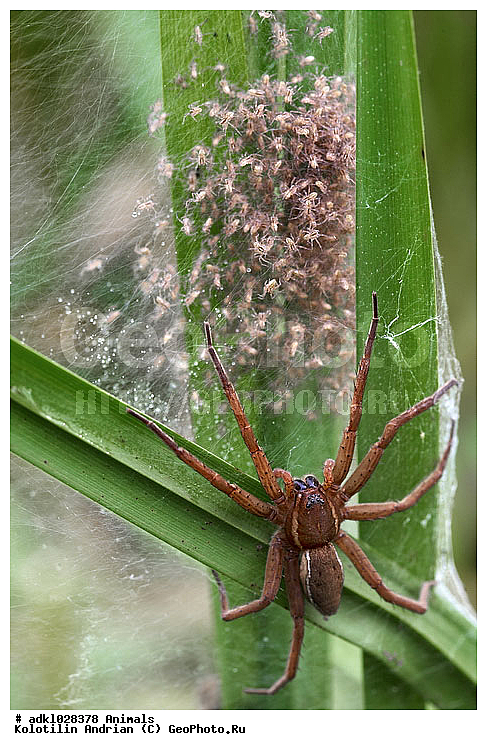 ����������, ������, ����, ��������, ����, ������