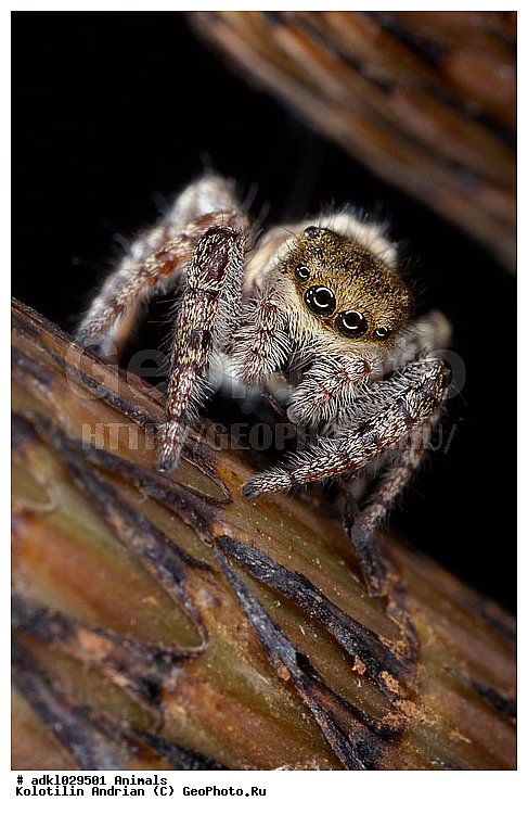 �����, ��������, ������, �����, ����, ������