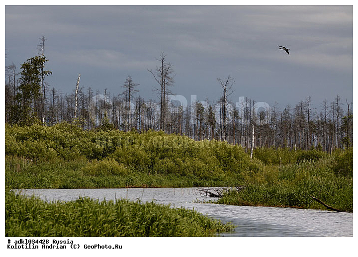 ������� ����, ������, ������, ����, ������, ����������, ��������, ������������, ����, �������, �������������, ������, ��������, ��������, �����, �����, ��������, �����������, XYZ, ��������, Ciconiidae, ׸���� ����, ������ ����, Ciconia nigra