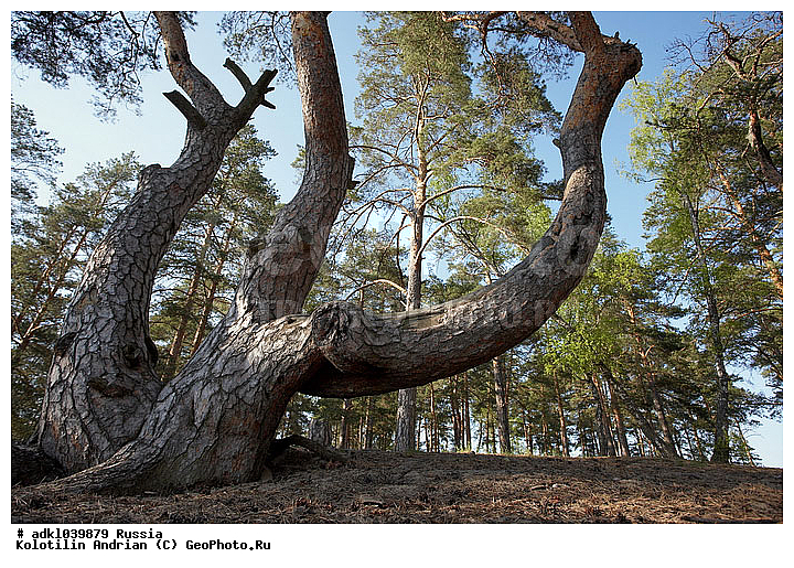 ������� ����, ���, ������, ������, ����, ����������, ��������, �����, �������, ������, �������������