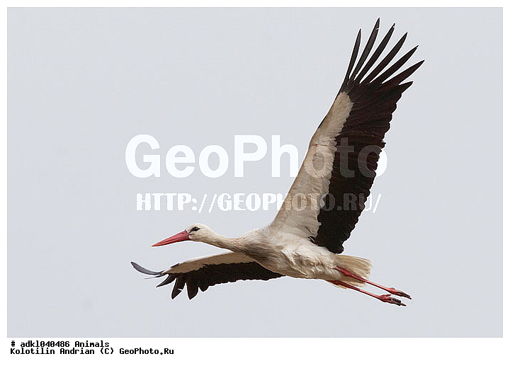 ����, � ������, ��������, �����, �����, �����, �����, XYZ, ��������, Ciconiidae, ����� ����, Ciconia ciconia