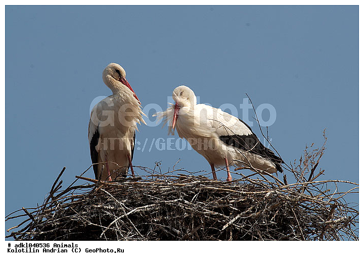 ����, ������, ����, ��������, ����, �����, �����, �����, XYZ, ��������, Ciconiidae, ����� ����, Ciconia ciconia