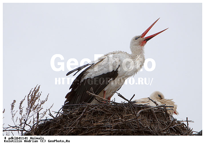 ����, ������, ��������, ����, �����, �����, �����, �����, XYZ, ��������, Ciconiidae, ����� ����, Ciconia ciconia