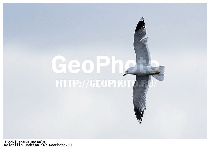 � ������, ��������, �����, �����