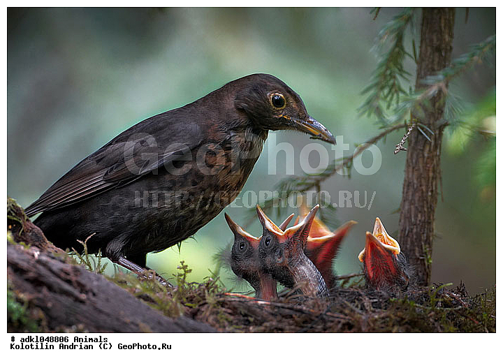 ������, ��������, ������, ������, �����, �����, �����, ��������, ��������, �����, �����, ��������, �����������, XYZ, ���������, Turdidae, ׸���� �����, ������ �����, Turdus merula