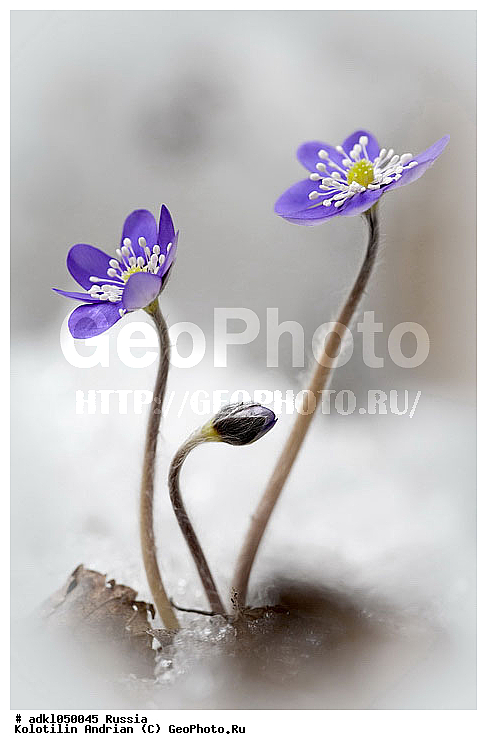 �����, ����������, ����������, ���������, ����������, ��������, ����, ������, ������, �����, ������, ������ ��������, �����, ��������, ���������� ��������, ������, �����, �����������, ����������� ��������, �����, ����������� ��������, �����������, �����������, ������������ ��������, ������������ ��������, XYZ, ���������, Ranunculaceae, ����������� �����������, ����������� ������������, ����������� �����������, ����������� ������������, ��������� �����������, Hepatica nobilis, Anemone hepatica