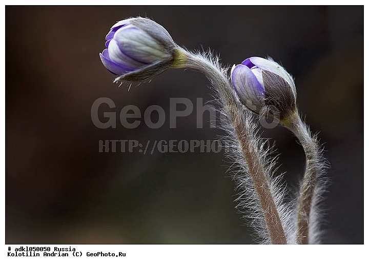 ����������� �����������, �����, �����, ����������, �������������, �����, ����������, ���������, ����������, ��������, ������, ������ ��������, �����, ��������, ���������� ��������, ������, �����, �����������, ����������� ��������, �����, ����������� ��������, �����������, �����������, ������������ ��������, ������������ ��������, XYZ, ���������, Ranunculaceae, ����������� �����������, ����������� ������������, ����������� �����������, ����������� ������������, ��������� �����������, Hepatica nobilis, Anemone hepatica