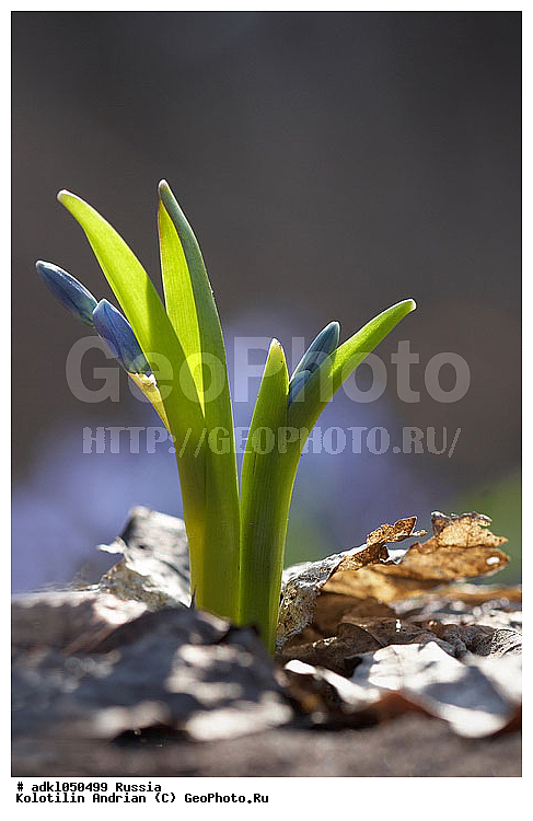 �������� ���������, ��������, ��������, �����, ������ ��������, ���������� ��������, ������� ��������, ������, �����, XYZ, �����������, Hyacinthaaceae, ���������, Asparagaceae, �������� ���������, Scilla siberica, Scilla mordakiae, Hyacinthaceae