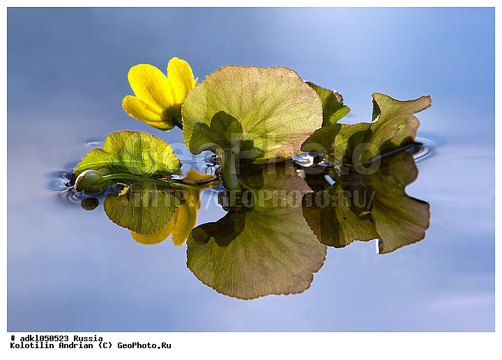 ��������, �����, ����, ������, �������, ����, ����������, ���������, ���������, ���������, ��������, �������, ������, ������, �����, ��������-��������� ����������, ��������-��������� ��������������� ��������� ���������� ����������, ���������� �������, ������, ������ ��������, �����, ��������, ���������� ��������, ������, �����, �����������, ����������� ��������, �����, ����������� ��������, �����������, �����������, ������������ ��������, ������������ ��������, XYZ, ���������, Ranunculaceae, ��������� ��������, ��������� �����, 