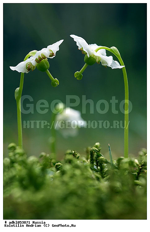 �����, ������, �������, ��������, ������, ������, �����, ������, ������ ��������, �����, ��������, ���������� ��������, ������, �����, �����������, ����������� ��������, �����, ����������� ��������, �����������, �����������, ������������ ��������, ������������ ��������, XYZ, ����������, Ericaceae, ���������� ������������, �������� �������������, ���������� ���������������, ���������� �������������, Moneses uniflora