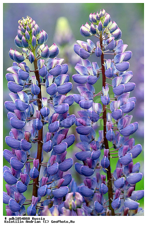 ��������, ������, ������, �����, ������, ������ ��������, �����, ��������, ���������� ��������, ������, �����, �����������, ����������� ��������, �����, ����������� ��������, �����������, �����������, ������������ ��������, ������������ ��������, ������������ ��������, ������������ ��������, ������������, ������������, ������������, �����������, XYZ, �������, �����������, Fabaceae, Fabaceae, Leguminosae, Papilionaceae, ����� ������������, Lupinus polyphyllus