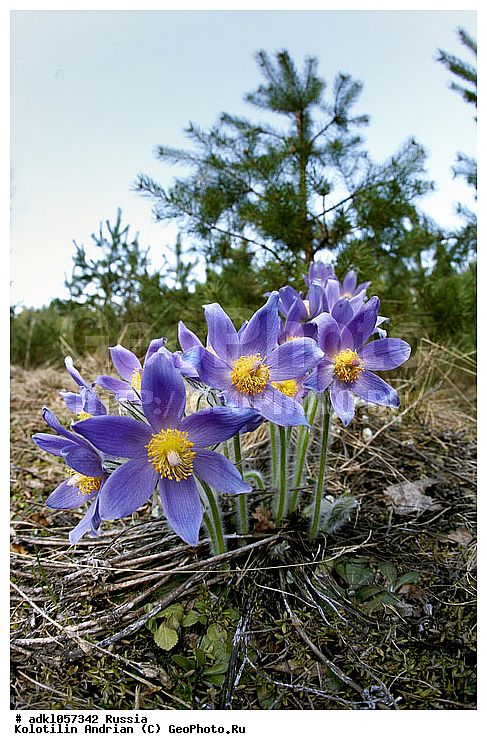 ��������, ����������, �������������, ������, ������, ����������, ���������, ����������, ��������, �����, ���-�����, ������, ������, �����, �����, ���, ��������, ������ ����������, ������ ��������������� ��������� ���������� ����������, ��������� �������, ������, ������ ��������, �����, ���������� ��������, ������������ ��������, ������������ ��������, ������, �����, XYZ, ���������, Ranunculaceae, �������� ���������, �������� ��������, �������� �������������, �������� �������������, ���-�����, Pulsatilla patens, Pulsatilla kioviensis, Pulsatilla latifolia, Pulsatilla ovczinnikovii