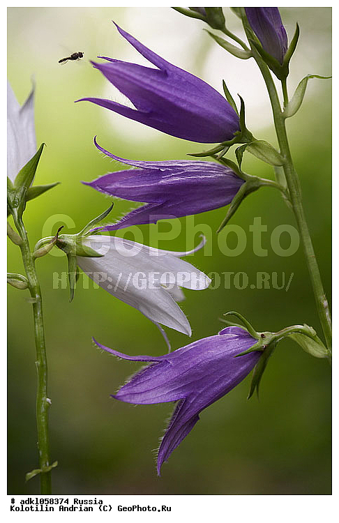 �����, �������, �����, ����������, �����������, ��������, ����������, ��������, ������, ������, �����, ������, ������ ��������, �����, ��������, ���������� ��������, ������, �����, �����������, ����������� ��������, �����, ����������� ��������, �����������, �����������, ������������ ��������, ������������ ��������, XYZ, ���������������, Campanulaceae, ����������� ��������������, Campanula persicifolia, Neocodon persicifolius