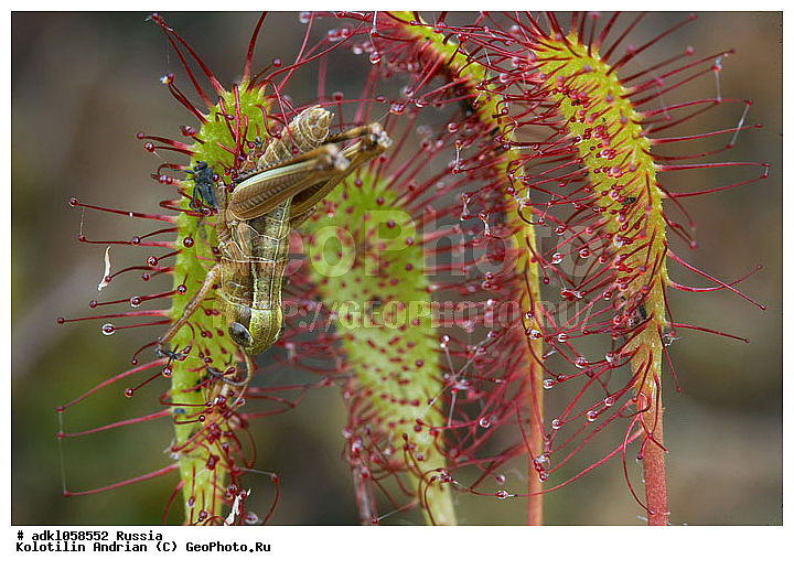 ��������, �����, ����������, �������, ��������, �������, �����, ������, ������ ��������, �����, ���������� ��������, ������������ ��������, ������������ ��������, ������, �����, XYZ, ����������, Droseraceae, ������� ����������, ������� �������������, Drosera anglica, Drosera longifolia