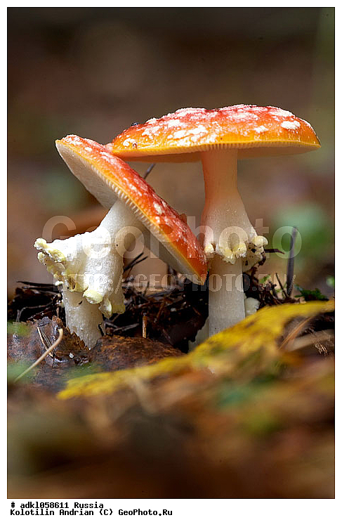 ����, �������, ��������