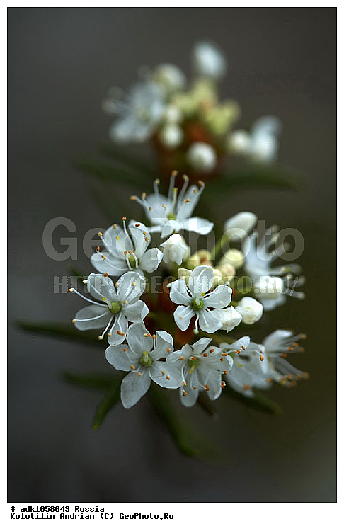 ������, ��������, ����������, �������������, �����, ������������, ��������, ������, ������, �����